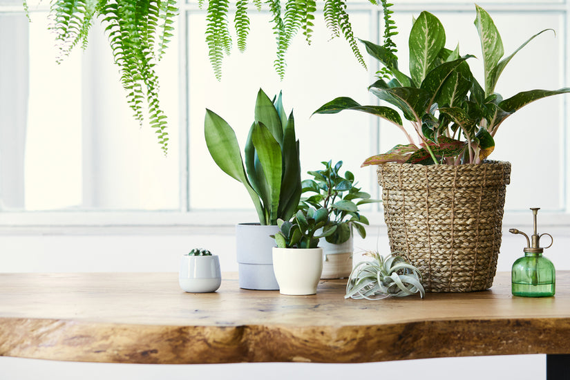 Which Plants are Good for Home According to Vastu?
