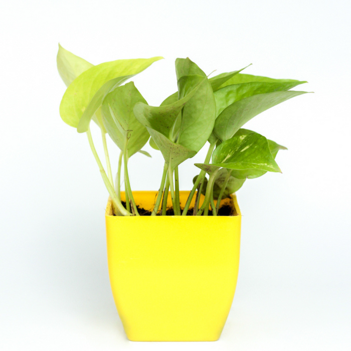 Golden Money Plant Yellow Pot