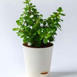 Good luck Jade Plant With Self Watering Pot