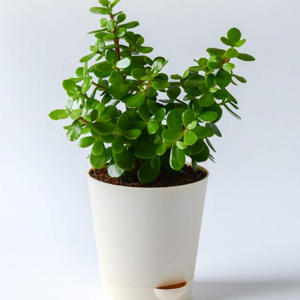 Good luck Jade Plant With Self Watering Pot – The Green Boutique India